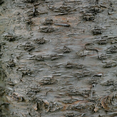 bark of a tree