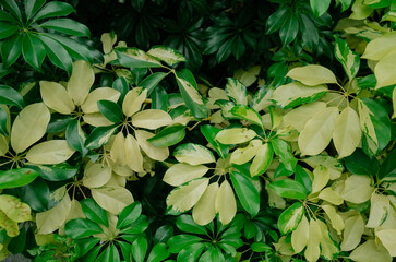 green leaves background