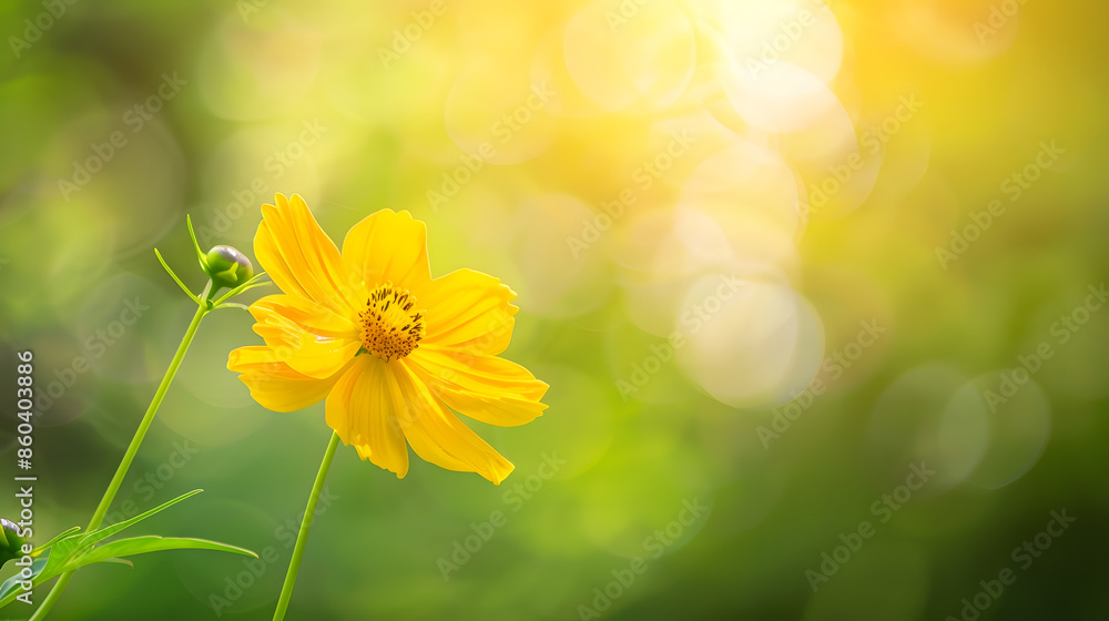 Poster closeup of yellow cosmos flower on blurred green background under sunlight with copy space using as 