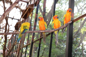 Parrots in zoos are raised in a special way.