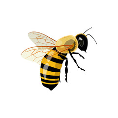 Honey Bee Icon Close Up Isolated on White Background. Vector Illustration