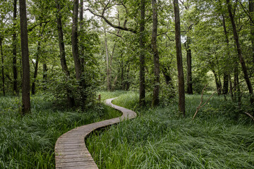 Fototapeta premium Wooden path in the forest. Elleskovstien, Denmark 