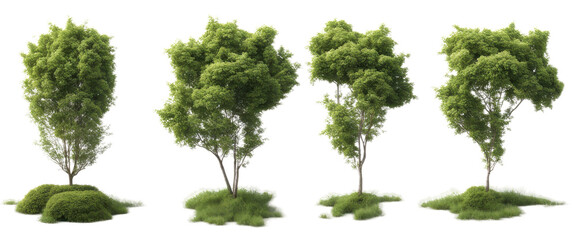 Collection of four lush green trees, perfectly aligned, showcasing different shapes and sizes, isolated with transparent concept
