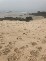 Rocky beach in fog, ocean coast