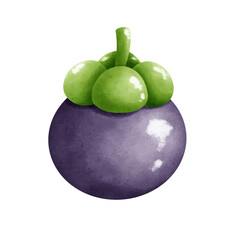 Mangosteen