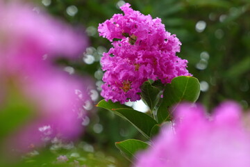 Lagerstroemia speciosa are blooming on the Pride of India, Queen's crape myrtle tree.