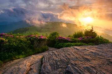 Sunset through mist and fog, blooming catawba rhododendron, Appalachian Trail, Tennessee