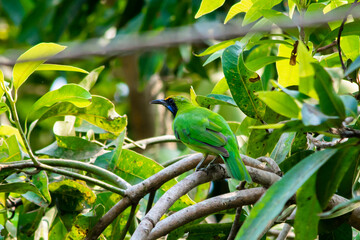 Golden-fronted leafbird