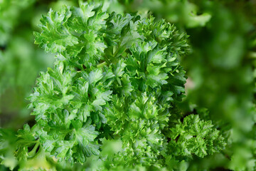 parsley leaves
