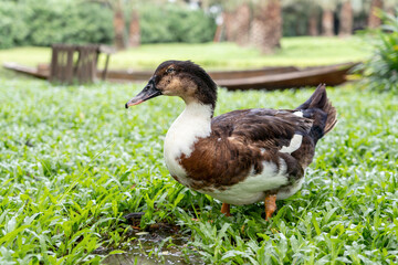 Male mallard duck white brown stands alone on the green grass in the garden.