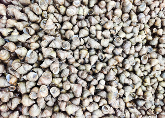 Pile of River snail sell in morning market. Thai food menu ingredients.