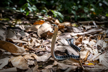 King of snakes. Baby king cobra snake - Ophiophagus bungarus from the forests of southern Thailand on a pile of dry leaves that wandered into the community forest area.