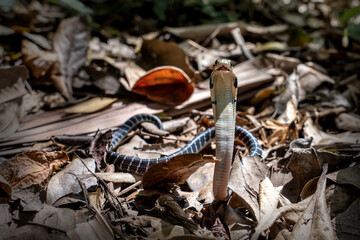 Naklejka premium King of snakes. Baby king cobra snake - Ophiophagus bungarus from the forests of southern Thailand on a pile of dry leaves that wandered into the community forest area.