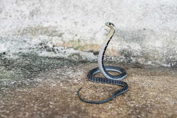 King of snakes. Baby king cobra snake - Ophiophagus bungarus from the forests of southern Thailand...