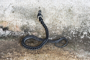 King of snakes. Back of Baby king cobra snake - Ophiophagus bungarus from the forests of southern Thailand on the old cement floor.