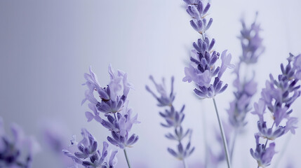 Obraz premium Lavender flowers isolated on white background : Generative AI