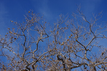 Bare sycamore tree under blue sky