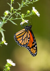 Monarch butterfly feeding on fleabane daisy