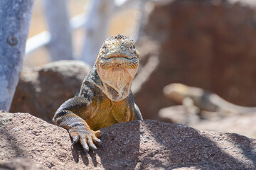 Galapagos land iguana (Conolophus subcristatus) sunning on a rock in the Galapagos Islands. The yellow land iguana is a very large lizard endemic to the Galapagos Islands of Ecuador.
