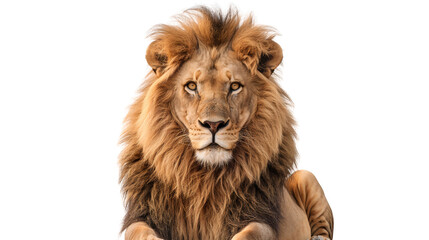 Obraz premium King Lion Panthera Leo looking front view, isolated on transparent background