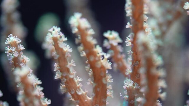 Underwater video - soft coral or anemone with tentacles, Sinularia species, moving in flowing water, abstract marine organic background