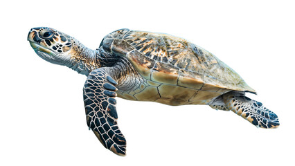 Sea turtle isolated on white background