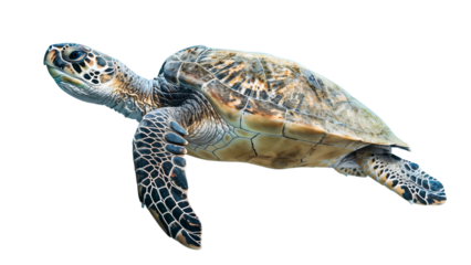 Sea turtle isolated on white background