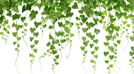 Hanging vines ivy foliage jungle bush heart shaped green leaves climbing plant nature backdrop isolated on white background with clipping path : Generative AI