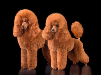 Two red toy poodles