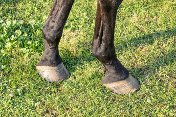Front feet, ankles, and cannon bone of a Thoroughbred horse in a pasture. 