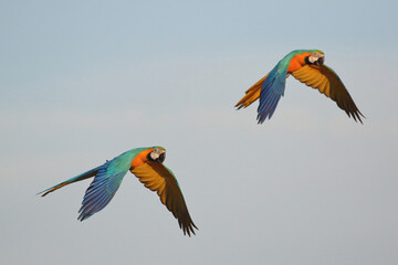 Beautiful Macaw parrots flying in the sky. Free flying bird