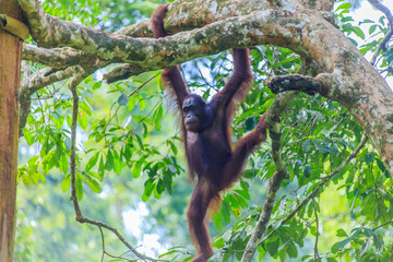 orangutans or pongo pygmaeus is the only asian great found on the island of Borneo and Sumatra