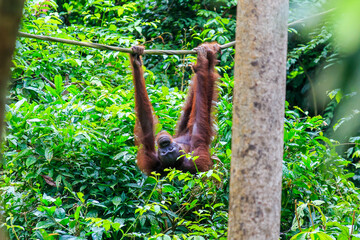 orangutans or pongo pygmaeus is the only asian great found on the island of Borneo and Sumatra © Yusnizam Yusof