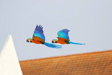 Beautiful Macaw parrots flying in the sky. Free flying bird