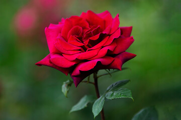 Beautiful red rose growing against green garden background 