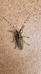 Scheckhorn thistle buck beetle on the ground