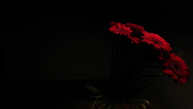 Red gerberas on a dark background. Rotating gerberas on black background. Movement from right to left. Super slow motion.