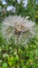 dandelion seeds on green