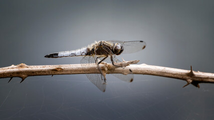 Adult male scarce chaser (Libellula fulva) on a thorny branch. Close-up image of a dragonfly. North Italy. Copy space image.