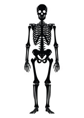 Black and white human skeleton silhouette vector illustration isolated on white background