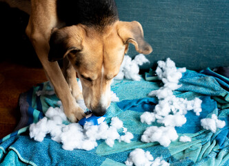 Close-up of the dog who has just destroyed his toy. Disconsolate and repentant look