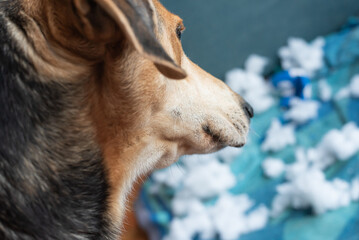 Close-up of the dog who has just destroyed his toy. Disconsolate and repentant look