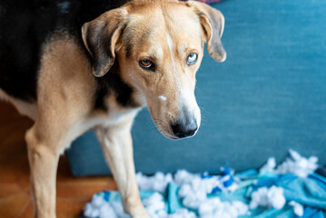 Close-up of the dog who has just destroyed his toy. Disconsolate and repentant look