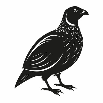 recommend clip art: quail vector illustration isolated on white background