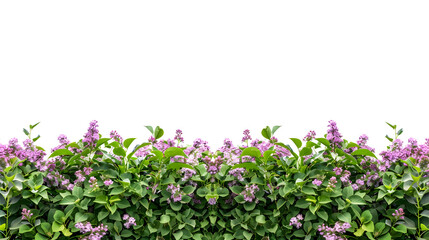 Obraz premium Flower Hedge isolated on white background Garden design Lilacs flowers and green plants for landscaping High quality cutout for professional composition : Generative AI