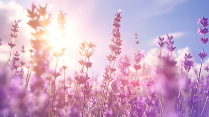 Obraz premium Sunlight closeup lavender field under blue sky sun rays banner design Zen nature peaceful bright floral garden low point of view Idyllic summer flowers romantic love happy bloom floral : Generative AI