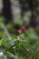 flower after rain in the forest