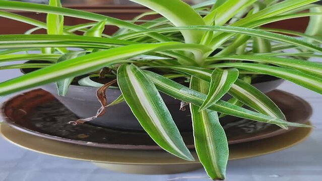Primer plano de una planta cinta o mala madre que la est&aacute;n regando con agua sus hojas. Video vertical.