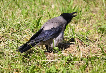 A crow with an open beak stands in the grass