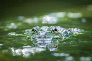 A green frog is underwater in a pond, eyes visible above the surface, blending in its habitat
